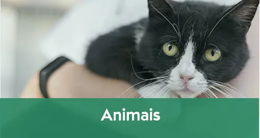 Animais